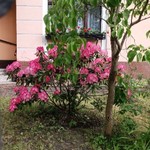 Чибрикова