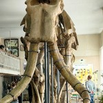 Ксения