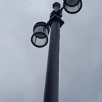 Роза