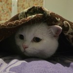 Богдан