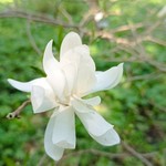 Каринэ