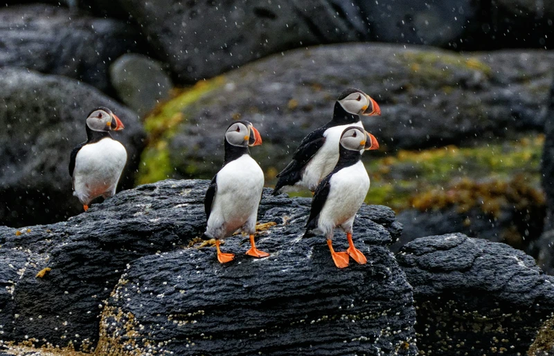 Навстречу гренландским китам: экспедиция к Шантарским островам с лекциями биологов – авторский тур