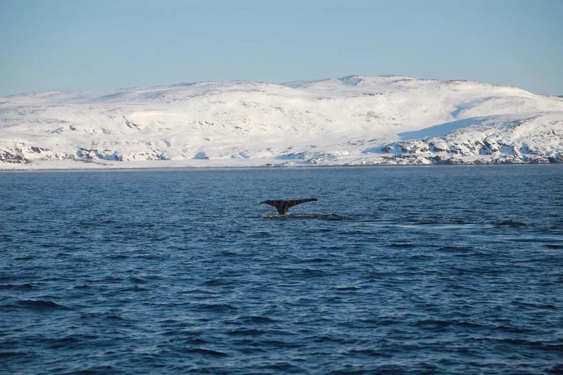 Все северные удовольствия в одном туре: на Кольский полуостров в мини-группе – авторский тур