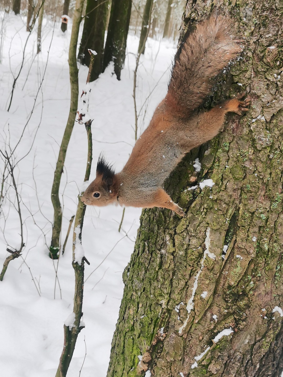 Фото 1 авторского тура - день 2 На санях по снежному лесу
