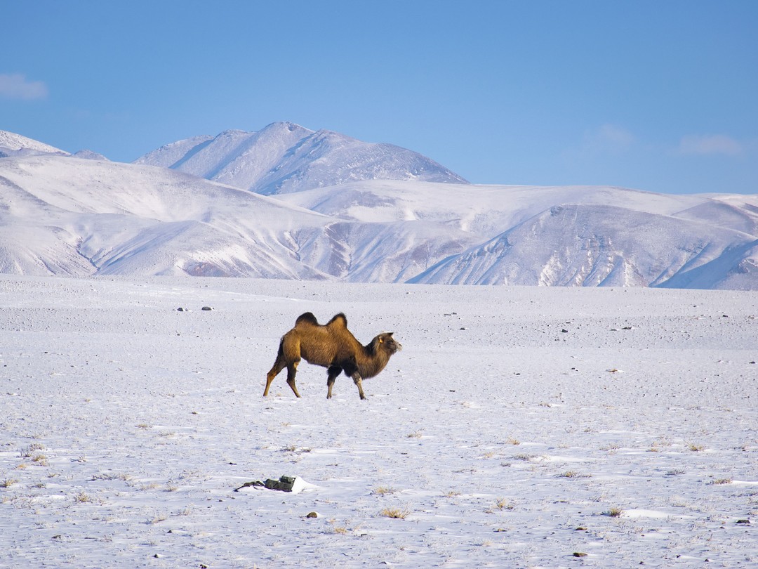 Фото 1 авторского тура - день 6 Через Чуйскую степь