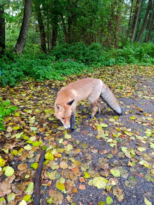 Знаковые места Куршской косы – индивидуальная экскурсия