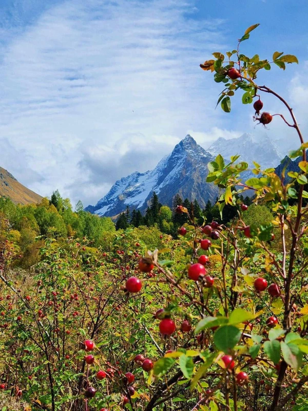 Один день — максимум впечатлений: путешествие в Домбай из Ессентуков – групповая экскурсия
