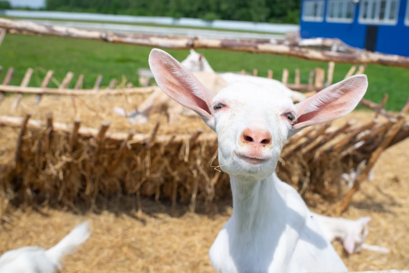 Гастрономическая сказка Можайского края – групповая экскурсия