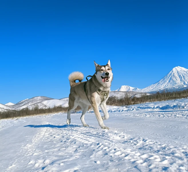 Тайны зимней Камчатки – групповая экскурсия