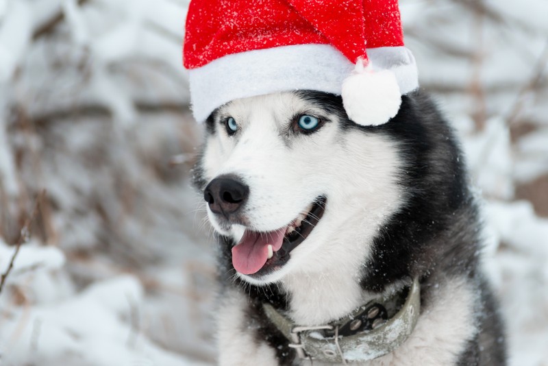 В гости к карельскому Деду Морозу! – индивидуальная экскурсия