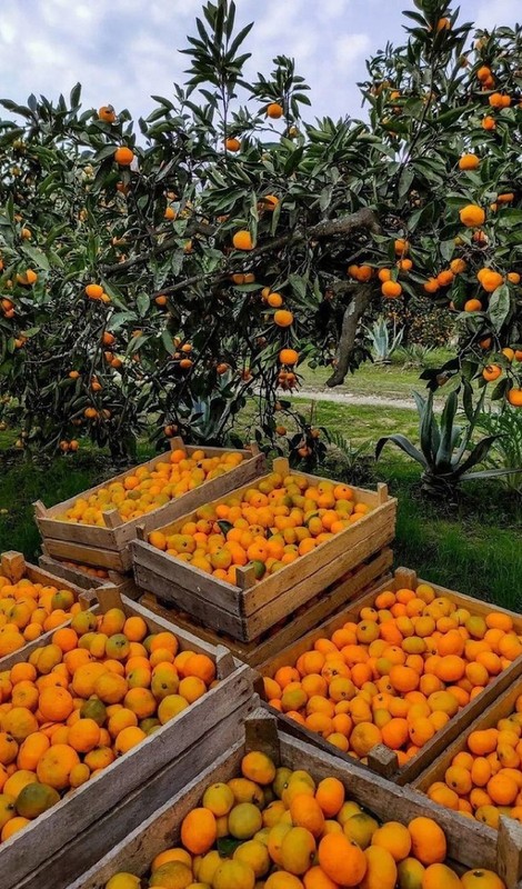 Юпшарский каньон, озеро Рица и мандариновый рай — из Сочи – групповая экскурсия