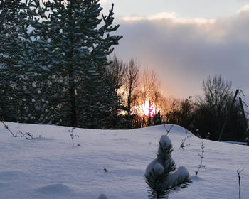 Фото 2 авторского тура - день 2 На санях по снежному лесу