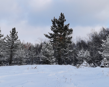 Фото 3 авторского тура - день 2 На санях по снежному лесу