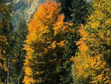 Домбай-Поездка в Карачаево-Черкессию:от Гумбаши до Тебердин-го заповедника – индивидуальная экскурсия