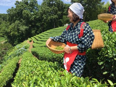 Изумрудная зелень майского чая: сбор первого урожая – индивидуальная экскурсия