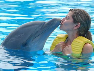 Плавание с дельфинами в Белеке – групповая экскурсия