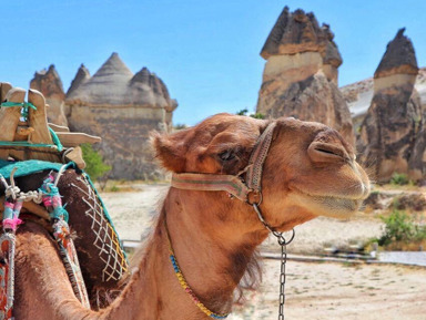Прогулка на верблюдах – индивидуальная экскурсия