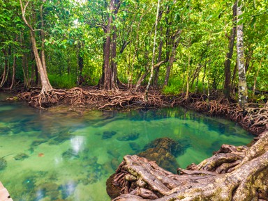Экспедиция в мангровые джунгли – индивидуальная экскурсия