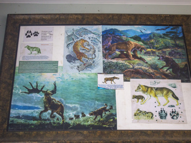 Экскурсия в уникальную долину волков