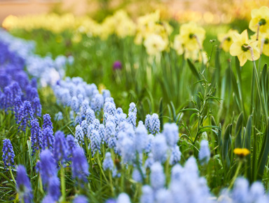 Многогранные субтропики: прогулка по оранжереям Ботанического сада – групповая экскурсия