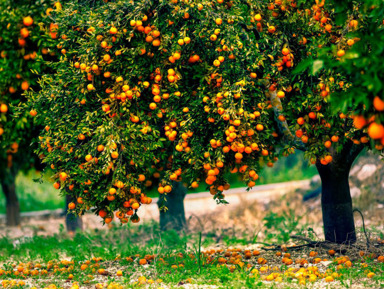 Релакс тур: "Мандариновый рай, Черниговка и термальный источник "Кындыг" – групповая экскурсия