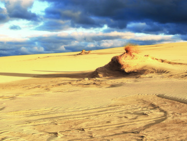 «Дорога в дюны»: на Куршскую косу и в Зеленоградск из Светлогорска – групповая экскурсия