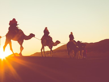 Прогулка к закату на верблюдах! – индивидуальная экскурсия