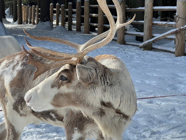 Новогодняя эко-экскурсия из Санкт-Петербурга для школьников