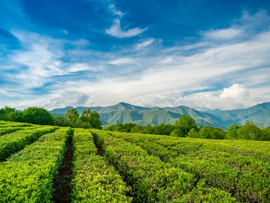 Курортный Сочи: Мацеста, чайная плантация, ферма Экзархо  и Бабушкина хата – индивидуальная экскурсия