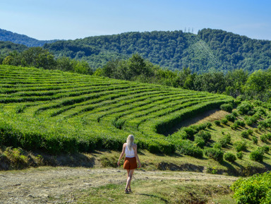Фотопикник в чайных плантациях – индивидуальная экскурсия