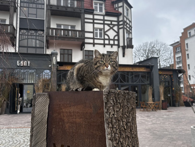 Квест-экскурсия «Найди самый старый дом Кранца»