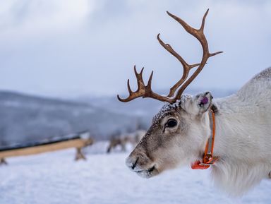 Саамская деревня: музей под открытым небом – групповая экскурсия