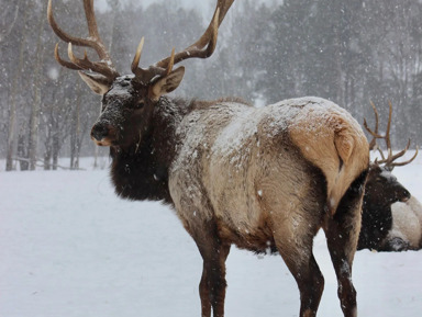 Погружение в животный мир Урала – индивидуальная экскурсия