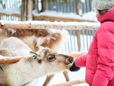 Природа Карелии: четыре водопада и круиз на ладье по Ладожским шхерам – групповая экскурсия