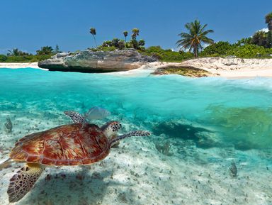 Снорклинг с морскими черепахами и купание в сеноте – групповая экскурсия