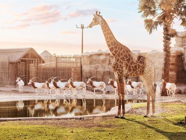 В мире животных: Dubai Safari Park и The Green Planet – индивидуальная экскурсия
