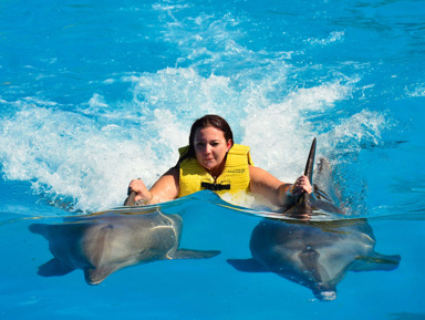 Плавание с дельфинами из Шарм-эль-Шейха – групповая экскурсия