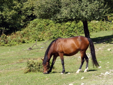 Конный тур на весь день – групповая экскурсия