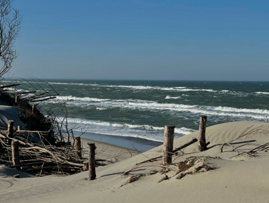 Танцующий лес и золотые дюны: магия Куршской косы – групповая экскурсия