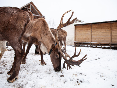 Вот ты какой, Северный олень! – групповая экскурсия