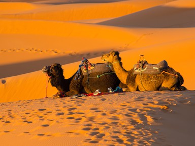 Ночная прогулка на верблюдах по-бедуински – индивидуальная экскурсия
