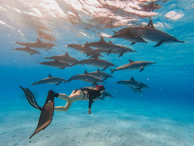 Саттаях риф — дом дельфинов – групповая экскурсия