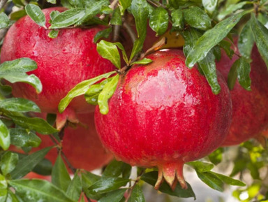 По пути к гранатовым садам Гейчая: вулканы, святыни Шемахи, перевал Агсу – индивидуальная экскурсия