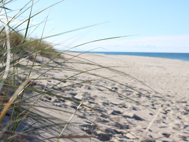 Куршская коса — первое свидание – индивидуальная экскурсия