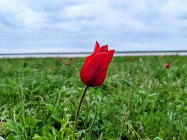 Однодневный тур в Элисту + Музей Кочевых народов + цветущая степь – групповая экскурсия