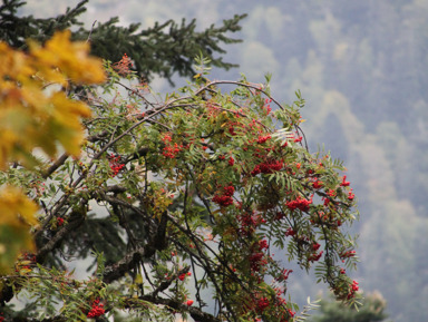 Домбай-Поездка в Карачаево-Черкессию:от Гумбаши до Тебердин-го заповедника – индивидуальная экскурсия