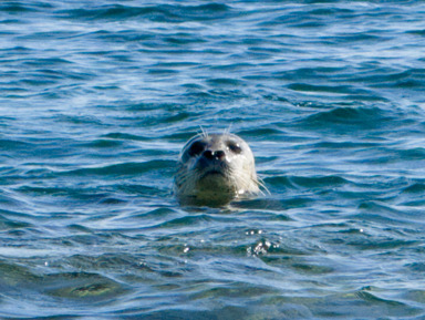 Остров Аскольд и лежбище морских львов: фототур на катере – индивидуальная экскурсия