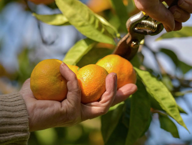 ЗОЛОТОЕ КОЛЬЦО  "Абхазия как на ладони" (Гагра, Рица, Новый Афон) – групповая экскурсия