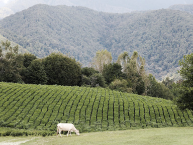 Джип-тур в Солохаул: полет на воздушном шаре и чайные плантации Сочи – групповая экскурсия
