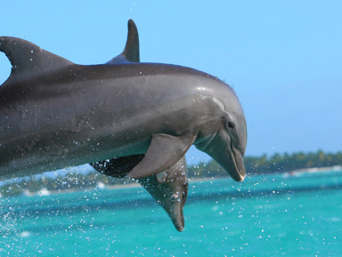 Риф Сатайя: навестите дельфинов в их доме – групповая экскурсия